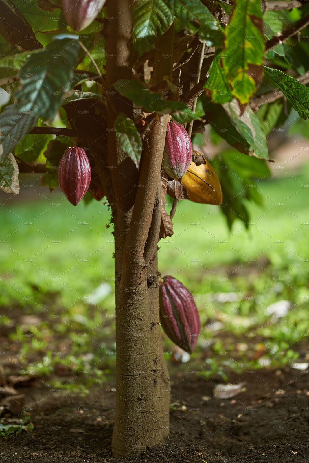 cacao tree